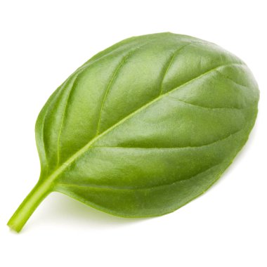 Beyaz arka plan üzerinde izole fesleğen bitki yaprak 