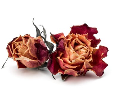 Kurumuş gül başı beyaz arkaplanda izole edilmiş. 