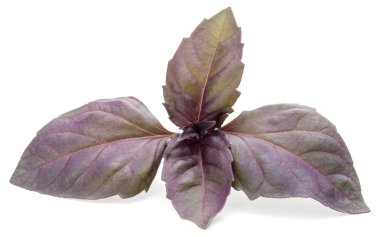 Beyaz arka plan üzerinde izole kırmızı taze fesleğen bitki yaprakları