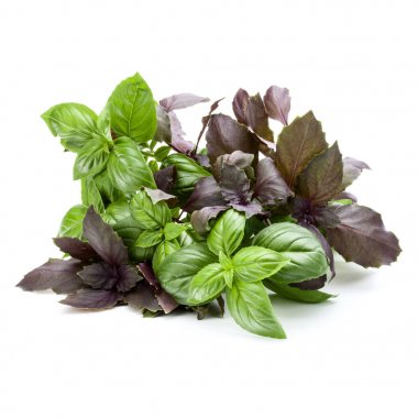 Çeşitleri fesleğen yaprakları üzerinde izole beyaz arka plan