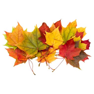 izole üzerinde beyaz arka plan renkli sonbahar akçaağaç yaprakları