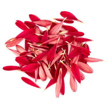 Beyaz zemin üzerine kırmızı krizantem çiçek yaprakları