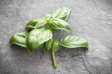 Gri taş zemin üzerine tatlı fesleğen yaprağı