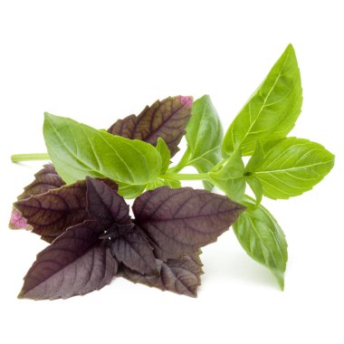 Beyaz arka plan üzerinde izole karışık kırmızı ve yeşil taze fesleğen bitki yaprakları