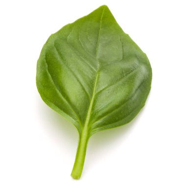 Beyaz arka plan üzerinde izole fesleğen bitki yaprak 