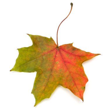 renkli sonbahar akçaağaç yaprağı üzerinde beyaz izole