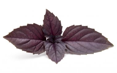 Beyaz arka plan üzerinde izole kırmızı taze fesleğen bitki yaprakları