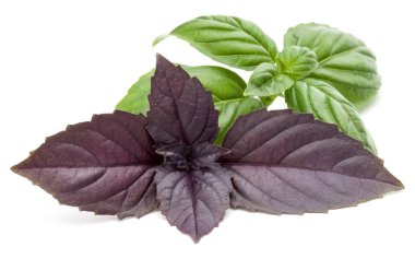 Beyaz arka plan üzerinde izole karışık kırmızı ve yeşil taze fesleğen bitki yaprakları