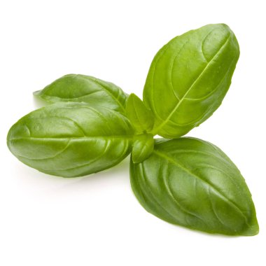 İzole üzerinde beyaz arka plan fesleğen bitki yaprakları