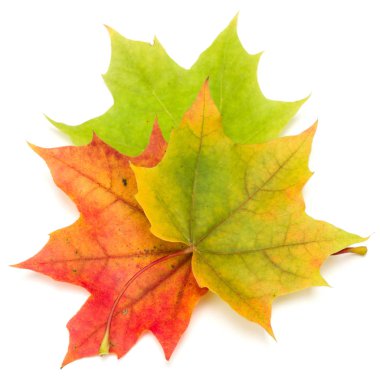 izole üzerinde beyaz arka plan renkli sonbahar akçaağaç yaprakları