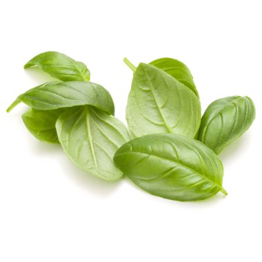 İzole üzerinde beyaz arka plan fesleğen bitki yaprakları