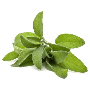 beyaz zemin üzerinde izole adaçayı yaprakları 