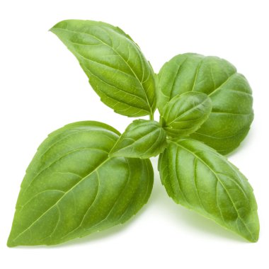 Taze yeşil fesleğen yaprakları beyaz arkaplanda izole.