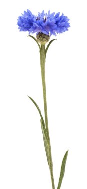 Beyaz arkaplanda izole edilmiş mavi çiçek 