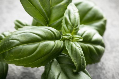 Gri taş zemin üzerine tatlı fesleğen yaprağı