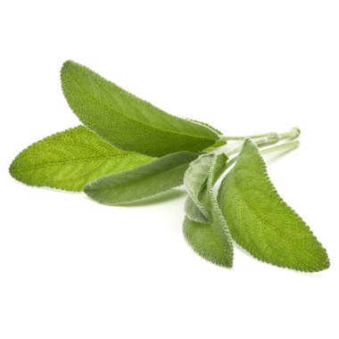 beyaz zemin üzerinde izole adaçayı yaprakları 