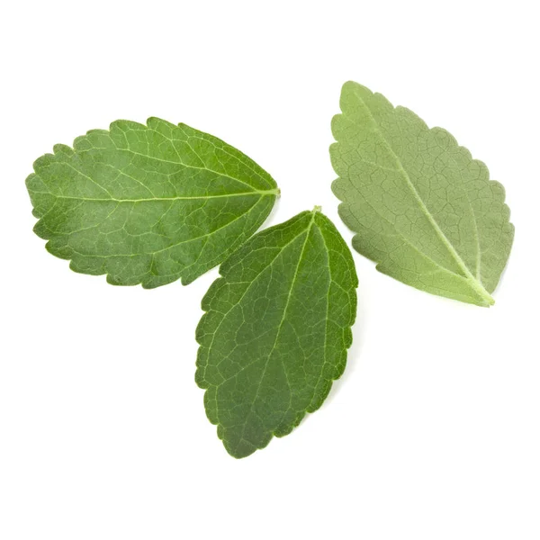 Stevia Foglie Isolate Sfondo Bianco — Foto Stock