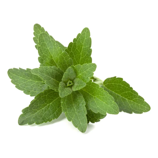 Stevia Lämnar Isolerade Vit Bakgrund — Stockfoto