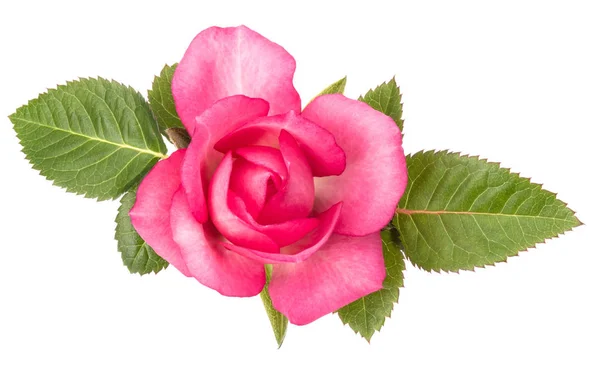 Eine Rosa Rosenblüte Mit Blättern Auf Weißem Hintergrund — Stockfoto