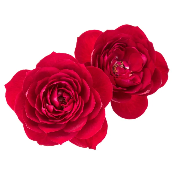 Δύο Κόκκινα Ροδαλά Λουλούδια Που Απομονώνονται Λευκό Φόντο — Φωτογραφία Αρχείου