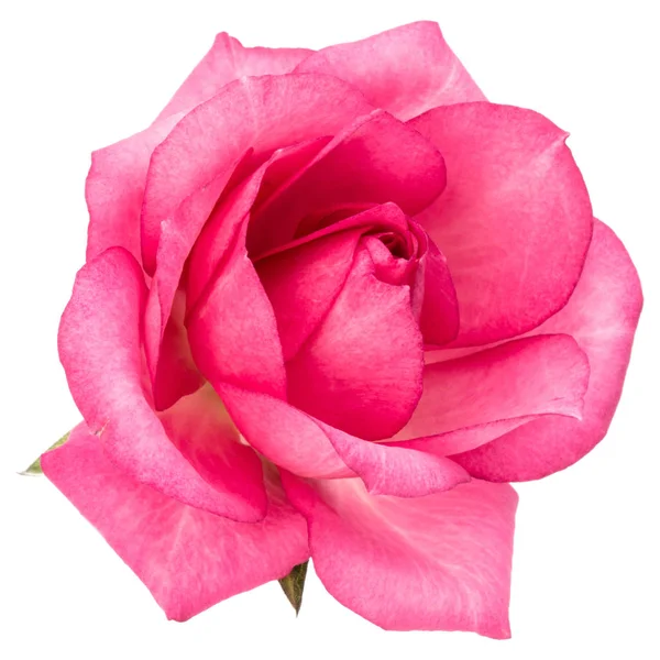 Eine Rosa Rose Blume Isoliert Auf Weißem Hintergrund — Stockfoto