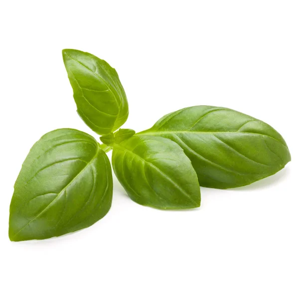 Sweet Basil Herb Leaves Isolated White Background — Stock Photo, Image