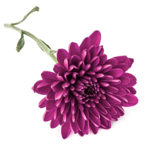 Beyaz Arka Plan Üzerinde Izole Leylak Kasımpatı Çiçeği — Stok fotoğraf