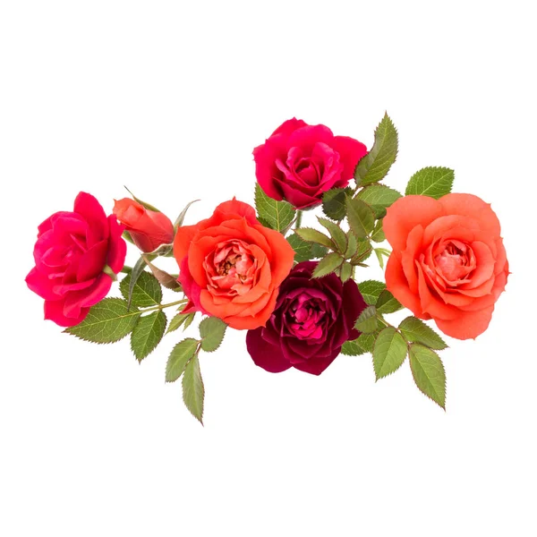 Πολύχρωμα Λουλούδια Ροζ Πράσινα Φύλλα Που Απομονώνονται Λευκό Φόντο — Φωτογραφία Αρχείου
