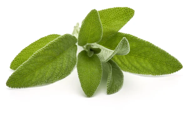 Sage Leaves Isolated White Background — Stock Photo, Image