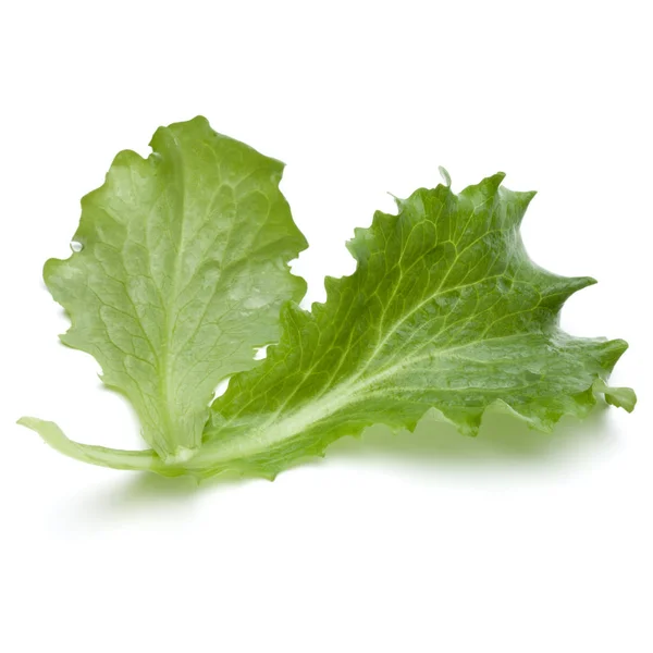 Fresh Green Endive Salad Leaves Isolated White Background — Stock Photo, Image