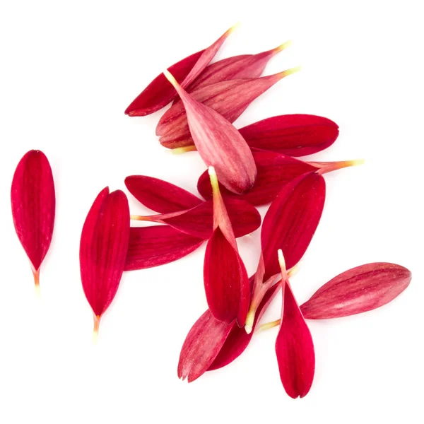 Rode Chrysant Bloemblaadjes Witte Achtergrond — Stockfoto