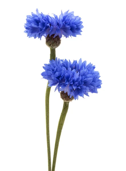 Blaue Kornblumen Auf Weißem Hintergrund — Stockfoto