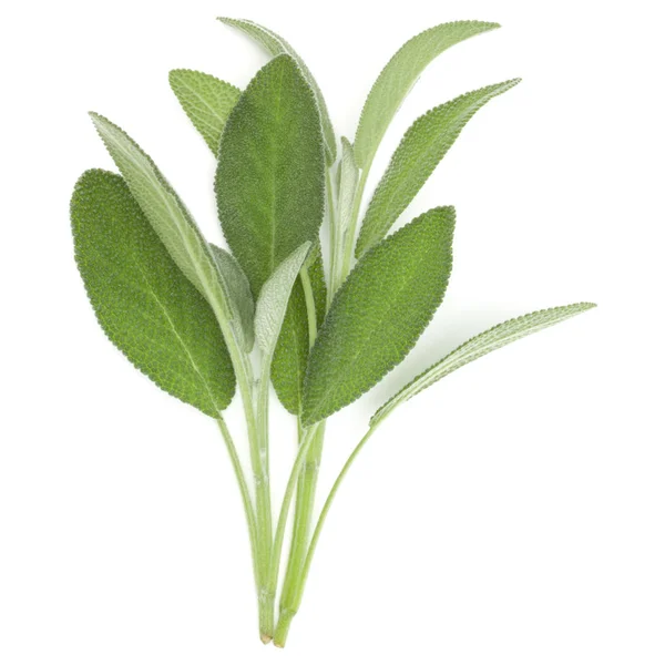 Sage Φύλλα Απομονωθεί Λευκό Φόντο — Φωτογραφία Αρχείου