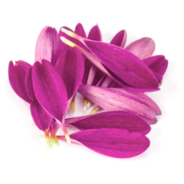 Lila Krysantemum Blomma Kronblad Isolerad Vit Bakgrund — Stockfoto