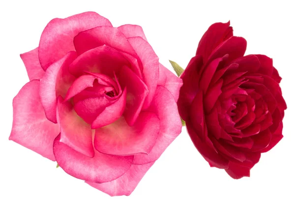 Duas Flores Vermelhas Rosa Rosa Isoladas Fundo Branco — Fotografia de Stock