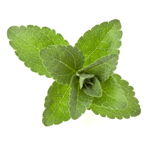 Hojas Stevia Aisladas Sobre Fondo Blanco — Foto de Stock