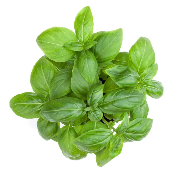 Fresh Sweet Basil Bouquet Isolated White Background — Stock Photo, Image