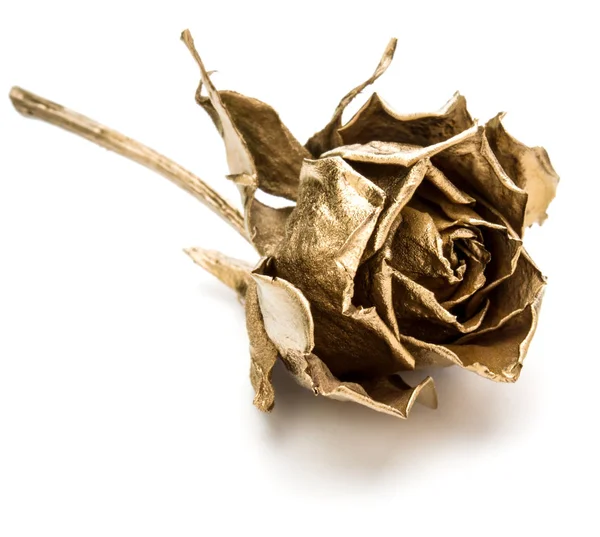 Одна Золота Троянда Ізольована Білому Тлі — стокове фото