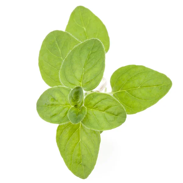 Oregano Marjoram Leaves Isolated White Background — Stock Photo, Image