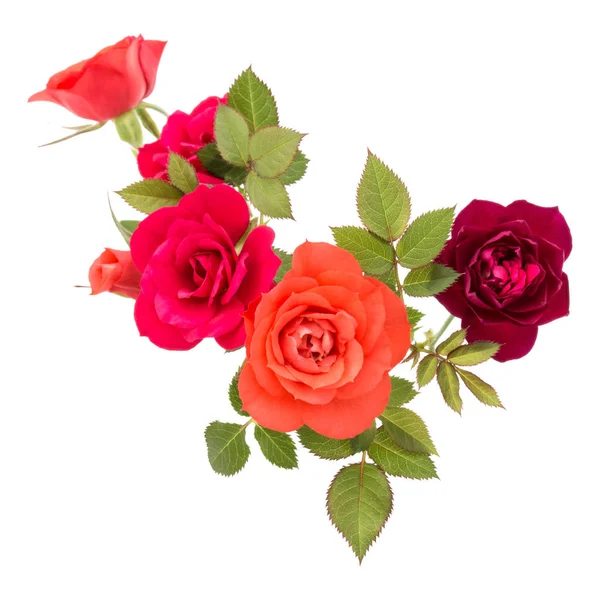 Flores Color Rosa Con Hojas Verdes Aisladas Sobre Fondo Blanco —  Fotos de Stock