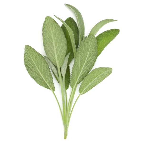 Foglie Salvia Isolate Sfondo Bianco — Foto Stock