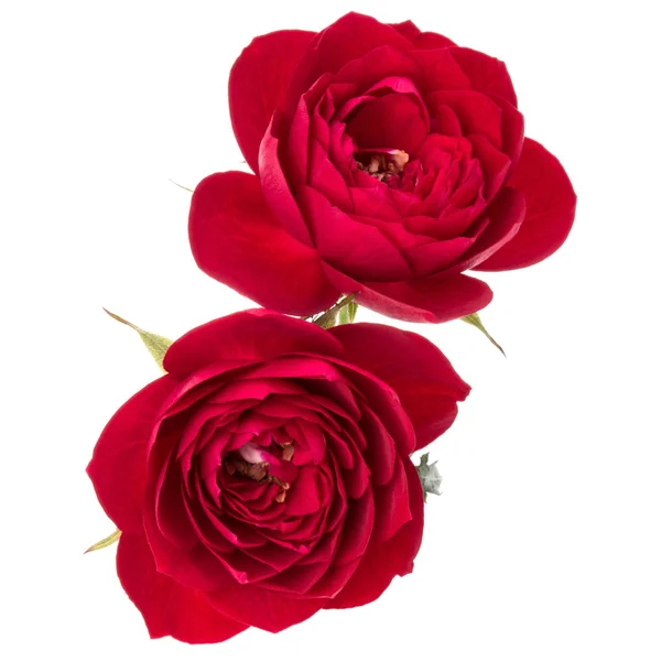 Δύο Κόκκινος Αυξήθηκε Λουλούδι Που Απομονώνονται Λευκό Φόντο — Φωτογραφία Αρχείου