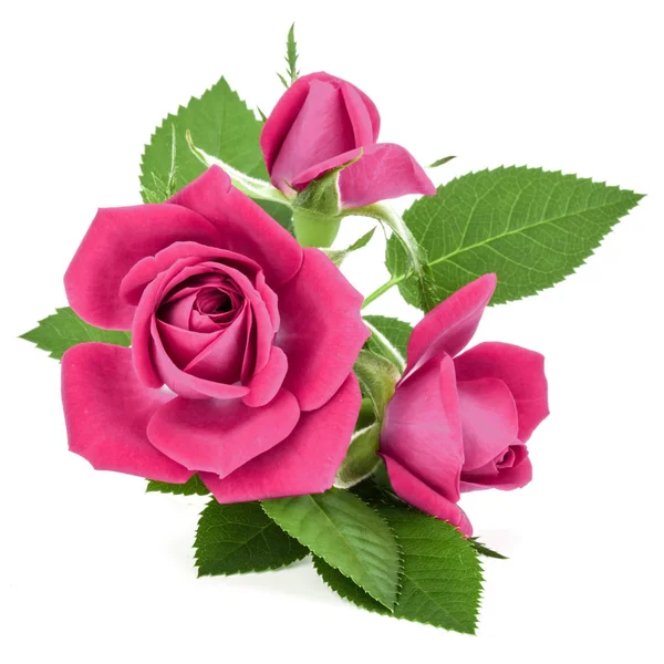 Pink Rose Flowers Isolated White Background — Stock Photo, Image