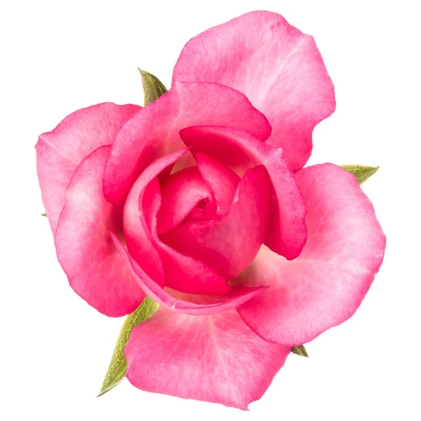 Одна Рожева Квітка Троянди Ізольована Білому Тлі — стокове фото