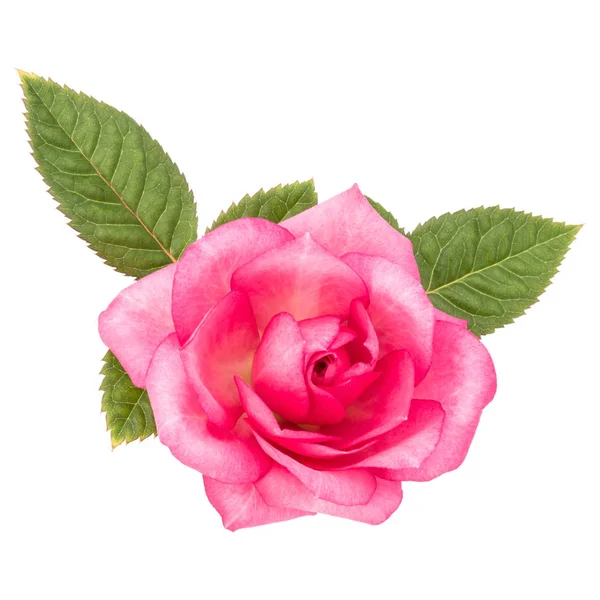 一朵粉红色的玫瑰花 叶子在白色背景上被隔离 — 图库照片