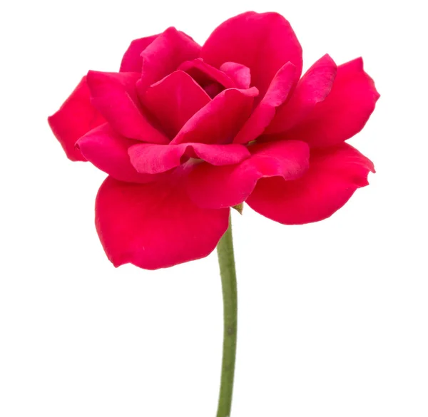 Ένα Κόκκινο Τριαντάφυλλο Λουλούδι Κεφάλι Που Απομονώνονται Λευκό Φόντο — Φωτογραφία Αρχείου