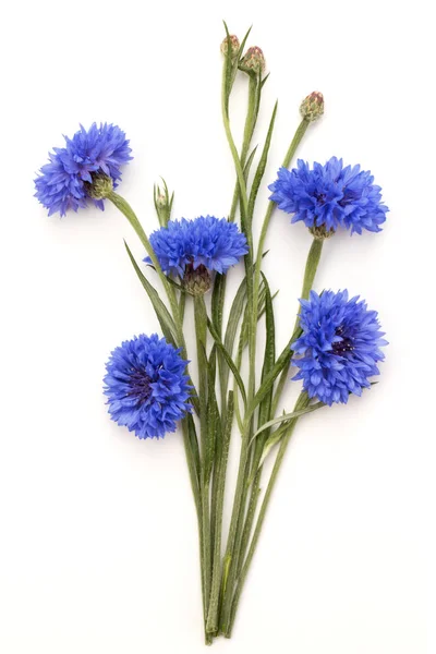 Blauwe Korenbloemen Witte Achtergrond — Stockfoto