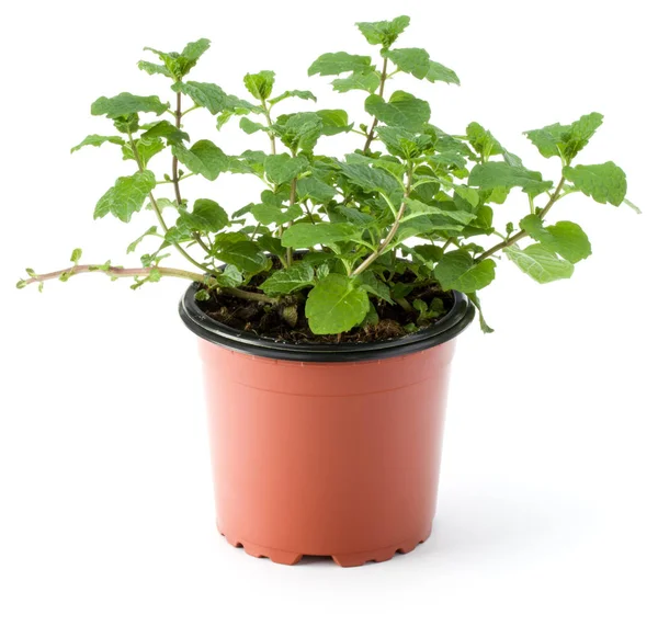 Peppermint Herb Growing Flowerpot Isolated White Background — Stock Photo, Image