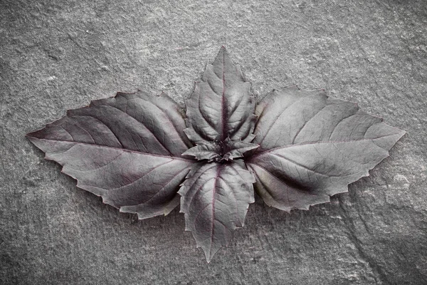 Red Basil Leaves Black Stone Background — Stock Photo, Image