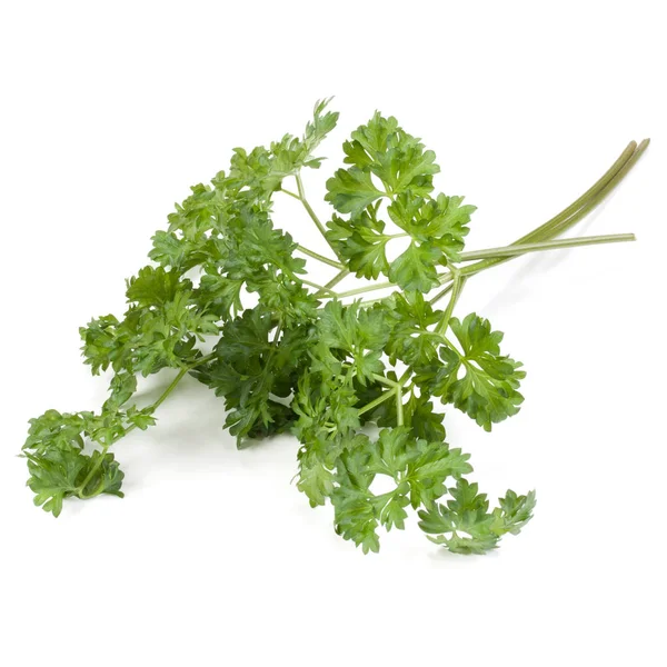 Parsley Leaves Bunch Isolated White Background — Stock Photo, Image